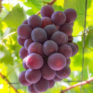 yӂ邳Ɣ[ŁzyIׂeʁzyďH̔zt[ca̎R"Z"햳sI[l