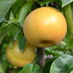 yӂ邳Ɣ[ŁzyIׂeʁzyH̔za̎R̎㐬n