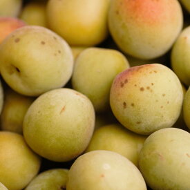 楽天市場 ふるさと納税 訳あり 梅 フルーツ 果物 食品の通販