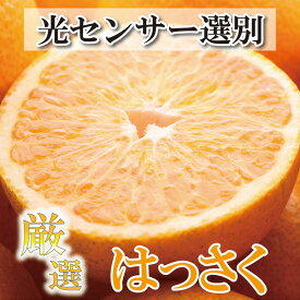 【ふるさと納税】＜4月より発送＞厳選 樹上完熟はっさく7.5kg+225g（傷み補償分）【有田の春みかん・五月八朔・さつきはっさく・木生りはっさく・きなりはっさく】【光センサー選別】　※北海道・沖縄・離島への配送不可　※2024年4月上旬～6月中旬頃に順次発送予定