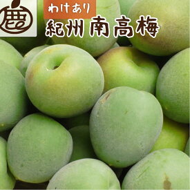 【ふるさと納税】＜6月発送＞ 選べる内容量 家庭用 紀州南高梅 （青梅） 【傷み補償あり】 │ 朝摘み とれたて直送便 梅干し 梅酒 梅ジュース 和歌山産 わけあり・訳あり