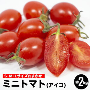 yӂ邳Ɣ[Łz~jg}gACR(g}gj2kgiSEMELTCY܂j 2026N1{`6{ɏ\