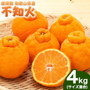 yӂ邳Ɣ[Łza̎RY sm 4kg(TCY) Iفs2{-4{oׁta̎R   k k łۂ sm ʂ fR fR|
