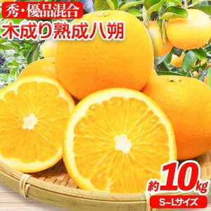 yӂ邳Ɣ[ŁzyYza̎RRǒY̖ؐn   10kgiS`LTCYjI s2026N3{-5{oׁta̎R  k  n