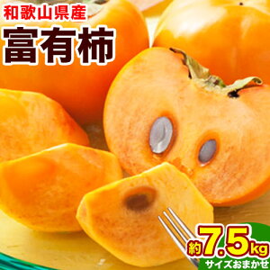 yӂ邳Ɣ[Łzys\zÊ`̉l a̎RY xL` 7.5kg TCY܂ Iفs2025N11{-12{oח\ta̎R  ` JL t[c W[V[  ʕ