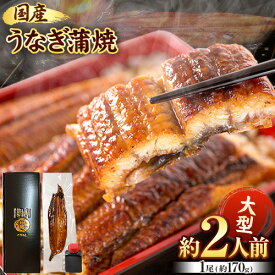 【ふるさと納税】大型サイズ ふっくら柔らか国産 うなぎ 蒲焼き 選べる 1尾 2尾 3尾 化粧箱入(真空パック入) 株式会社魚鶴商店《30日以内に出荷予定(土日祝除く)》 和歌山県 日高町 うなぎ 鰻 ギフト 贈り物