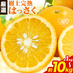 yӂ邳Ɣ[ŁzI ㊮n ͂  ݂ Iׂe 1kg{250g 2.5kg{250g 5kg{250g 10kg{250g ݕ⏞ rc_ @s4{-5oׁta̎R   