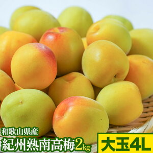 yӂ邳Ɣ[ŁzIBn썂~ 2kg IׂTCY M܂LTCY L܂2LTCY 2L܂3LTCY 3L܂4LTCY 4LTCY ӂ邳Ɣ_s6{-6{oח\ta̎R 