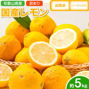 yӂ邳Ɣ[Łz 󂠂 Y  5kg (TCY) m[bNX _ ǂ̍ʎs2026N2{-5oׁt a̎R    EG ƒp { VN ʕ k 