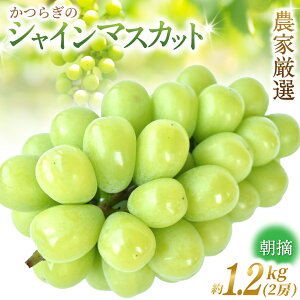 yӂ邳Ɣ[Łz VC}XJbg E Gi / 2[ (1.2kg) / Ԃǂ VC }XJbg   VN / 2026N8`9\