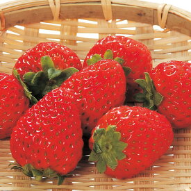 【ふるさと納税】【ご家庭用（簡易包装）】和歌山県産まりひめ　1箱（2パック入り）＼配送月が選べる／1月・2月 / いちご まりひめ ご家庭用 和歌山県産