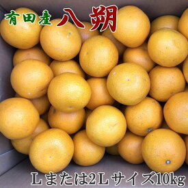 【ふるさと納税】［手選果］有田産の八朔10kg（Lまたは2Lサイズいずれかお届け）★2026年1月下旬～2026年2月下旬頃順次発送［TM112］ | 八朔 はっさく 手選果 10kg サイズおまかせ 有田 産地直送 柑橘 かんきつ 果物 くだもの 和歌山県産 由良町