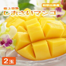【ふるさと納税】和歌山県産 樹上完熟しおさいマンゴー(2玉入り)※2026年8月上旬～2025年8月下旬頃に順次発送