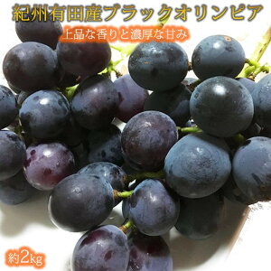 【ふるさと納税】 紀州有田産 ブラックオリンピア (ハチミツぶどう) 約2kg ※2026年8月中旬頃〜2026年9月上旬頃発送予定