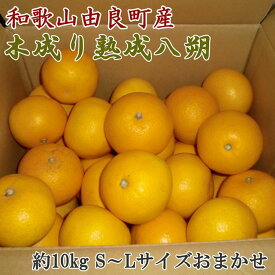 【ふるさと納税】【産直】和歌山由良町産の木成り熟成八朔約10kg（S～Lサイズをお届け）★2025年3月中旬頃より順次発送【TM135】 | 木成り八朔 木成り 八朔 はっさく 熟成 10kg サイズ混合 サイズおまかせ 産地直送 和歌山県産 由良町