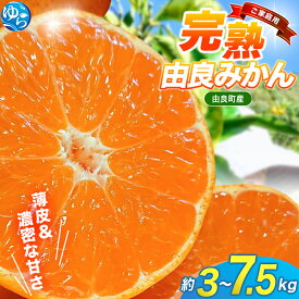 【ふるさと納税】＼先行予約／薄皮で濃い甘さ！完熟由良みかん【ご家庭用】3kg 5kg 7.5kg ※2025年11月下旬頃から順次発送予定(お届け日指定不可) / 柑橘 ミカン 蜜柑 甘い 由良町 フルーツ 果物 くだもの 食品 人気 おすすめ 産地直送 由良町