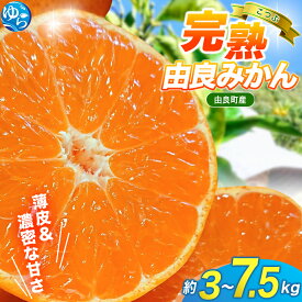 【ふるさと納税】＼先行予約／薄皮で濃い甘さ！完熟由良みかん【こつぶ】3kg 5kg 7.5kg ※2025年11月下旬頃から順次発送予定(お届け日指定不可) / 柑橘 ミカン 蜜柑 甘い 由良町 フルーツ 果物 くだもの 食品 人気 おすすめ 産地直送 由良町 小粒 小玉 こだま