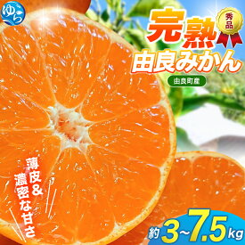【ふるさと納税】＼先行予約／薄皮で濃い甘さ！完熟由良みかん【秀】3kg 5kg 7.5kg ※2025年11月下旬頃から順次発送予定(お届け日指定不可) / 柑橘 ミカン 蜜柑 甘い 由良町 フルーツ 果物 くだもの 食品 人気 おすすめ 産地直送 由良町