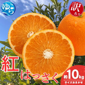 yӂ邳Ɣ[Łz_V[Ys\^y󂠂za̎RY g͂iTCY܂j10kgy2026N2{`\zkCEEzs /  nbTN k R
