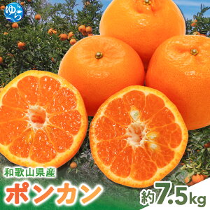 �y�ӂ邳�Ɣ[�Łz�y���V�[�Y����s�\��z�|���J�� ��7.5kg �T�C�Y���܂��� �y�k�C���E����E�ꕔ�����z���s�z