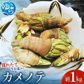 【ふるさと納税】【素潜り漁師直送】海の珍味！カメノテ1kg　獲りたてをお届けします！ | カメノテ 亀の手 海鮮 海の幸 貝 貝類 海産物 和歌山県 ダシ 出汁 漁師直送 産地直送 おかず 磯 ふるさと納税 返礼品 おすすめ 由良町