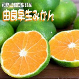 【ふるさと納税】＼レビューキャンペーン中／【先行予約】和歌山由良町産 由良早生みかん【選べる容量（訳あり／秀品）】 / 蜜柑 ミカン 柑橘 由良町 産地直送 和歌山