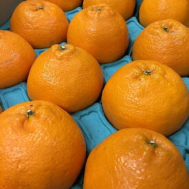 【ふるさと納税】和歌山産 不知火［12玉～24玉］秀品［US63］ | 和歌山県 印南町 和歌山 返礼品 支援 楽天ふるさと 納税 フルーツ 果物 くだもの しらぬい お取り寄せグルメ 取り寄せ グルメ 食品 お取り寄せ 特産品 自宅用 柑橘 柑橘類 ご当地 おいしい 美味しい