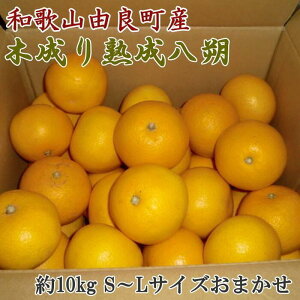 yӂ邳Ɣ[ŁzmYna̎RRǒY̖ؐn10kgiS`LTCY͂j2026N3{菇mTM135n | a̎R 쒬 a̎R yVӂ邳 [ 񂹃O