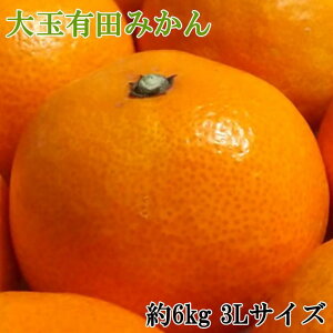 �y�ӂ邳�Ɣ[�Łz [�G�i]�a�̎R�L�c�݂����6kg(3L�T�C�Y) ��2025�N11�����{����菇������ | �a�̎R�� ��쒬 �a�̎R �ԗ�i �x�� �x���i �y�V�ӂ邳�� �[�� �����񂹃O���� ���� �O���� 