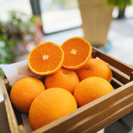 【ふるさと納税】濃厚清見オレンジ（ご家庭用）3kg 【農家直送】【先行予約・2025年2月下旬～3月下旬発送】 | フルーツ 果物 くだもの 食品 人気 おすすめ 送料無料
