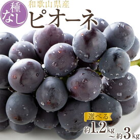【ふるさと納税】【新鮮・産直】和歌山かつらぎ町産たねなしピオーネ約1.2kg／約2kg／約3kg ★2026年8月中旬頃より順次発送 | 和歌山県 印南町 和歌山 返礼品 お取り寄せグルメ 取り寄せ グルメ フルーツ 果物 くだもの 種なし ぶどう ブドウ 家庭用 自宅用