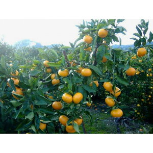 yӂ邳Ɣ[ŁzIBLc݂ Ԃ 5kg SSTCYmSL47n | ݂  t[c ʕ  Hi lC  