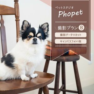 【ふるさと納税】ペットスタジオPhopet 撮影プランB・撮影データ11カット キャンバスフォト一枚 | 写真 フォト 利用券 券 人気 おすすめ 送料無料