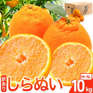 yӂ邳Ɣ[Łz󂠂 sm ( fR| Ɠi ) ʂ  10kg (M`5LTCY) ǂ̍ʎs2026N2{-4{oׁt a̎R 쒬 ʂ sm fR| łۂ { 