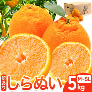 yӂ邳Ɣ[Łz󂠂 sm ( fR| Ɠi ) ʂ  5kg (M`5LTCY) ǂ̍ʎs2026N2{-4{oׁt a̎R 쒬 ʂ sm fR| łۂ { 