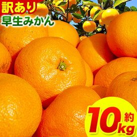 【ふるさと納税】 みかん 和歌山 訳あり 早生 みかん 選べる 5kg 10kg ( サイズ おまかせ ) どの坂果樹園《12月上旬-1月末頃出荷予定》 和歌山県 日高川町 産地直送 家庭用 規格外 不揃い わけありみかん 期間限定 旬 2024フルーツ 果物 柑橘 サイズ 不選別 送料無料