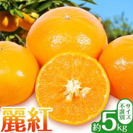 【ふるさと納税】【先行予約】麗紅 5kg れいこう みかん サイズ不選別 どの坂果樹園《2026年1月末-2月末頃出荷予定》和歌山県 日高川町 みかん 柑橘 フルーツ 果物 れいこう ミカン 柑 産地直送 送料無料