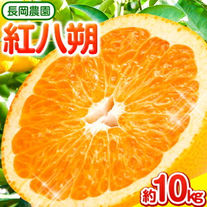 yӂ邳Ɣ[Łzg 10kg _s3{-5{oׁt a̎R 쒬 g  ͂ ׂɂ͂ k