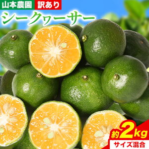 yӂ邳Ɣ[Łzys\z󂠂 a̎RY V[N[T[ Iׂ 1kg 2kg iTCYj R{_ s10{-1{oׁta̎R 쒬 k ʕ t[c V[N[