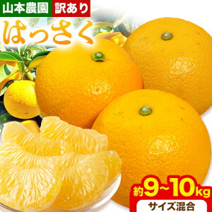 yӂ邳Ɣ[Łzy󂠂z ͂ 9~10kg ( TCY ) R{_ s2026NN2{-4{oׁt a̎R 쒬 k t[c ʕ