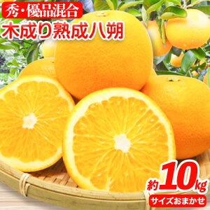 yӂ邳Ɣ[ŁzyYza̎RRǒY̖ؐn10kgiL`4LTCY܂jI s2026N3{-5{oׁta̎R 쒬 k  n ͂ nbTN
