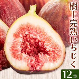 【ふるさと納税】【ハウス栽培】和歌山県産樹上完熟いちじく (海南市) 12玉入り 厳選館《8月上旬-10月中旬頃出荷》和歌山県 日高川町 果物 フルーツ 青果 送料無料
