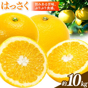 yӂ邳Ɣ[Łzys\z ͂ 10kg }cl_s2026N1{-3{oׁt a̎R 쒬 { ʕ t[c k Yn 