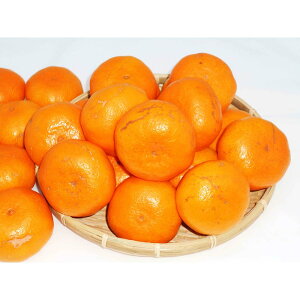 【ふるさと納税】紀州完熟みかん 10kg(家庭用M又はL) | フルーツ 果物 くだもの 食品 人気 おすすめ 送料無料