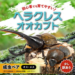 �ԗ�i�摜