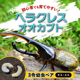 【ふるさと納税】【先行予約】ヘラクレスオオカブト3令幼虫ペア ※育て方の説明書付き※配送不可地域あり【2026年9月から順次発送】 | 白浜町 昆虫飼育 ヘラクレスオオカブト 幼虫ペア 育成セット 人気 おすすめ 自由研究 ペット 生き物観察 飼育キット 夏休み教材