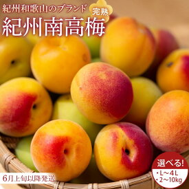 【ふるさと納税】【2026年6月上旬以降発送】紀州南高梅(完熟梅) 2～10kg〈L～3Lサイズ〉 | 上富田町 紀州産 完熟梅 特大粒 フルーツ 酸味 控えめ ジューシー 梅仕事 梅酒 梅シロップ 人気 おすすめ 果物 果実 梅干し 梅加工品 季節限定 お取り寄せ 送料無料 ふるさと納税