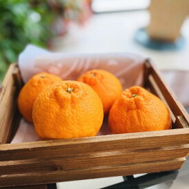 【ふるさと納税】有田育ちの濃厚不知火(ご家庭用) 約5kg［先行予約］［MS41］ | フルーツ 果物 くだもの 食品 人気 おすすめ 送料無料 農家直送