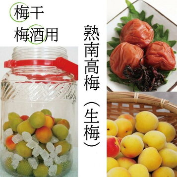 楽天市場】【送料無料】 青梅 南高梅 2L・3L 10kg 【梅シロップ・梅酒 
