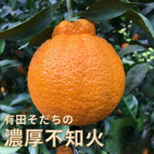 yӂ邳Ɣ[Łz Lc炿̔Zsm (ƒp) (ʏ̃fR|) yIׂeʁz 1kg`10kg 2026N1{`3{ɏ\ kCEEzs / ݂ sm fR